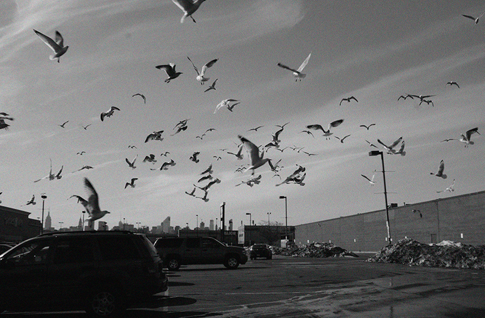 Seagulls